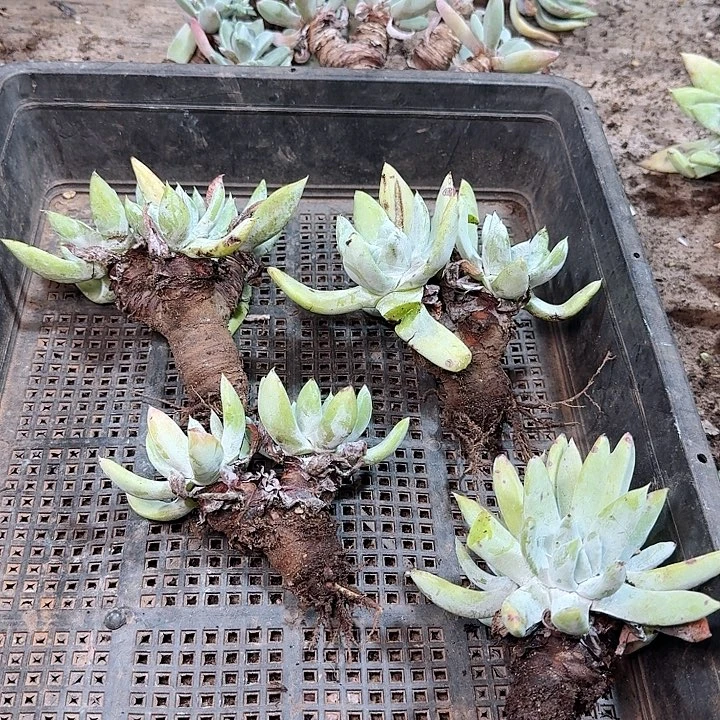 2324瑕疵框拍多肉