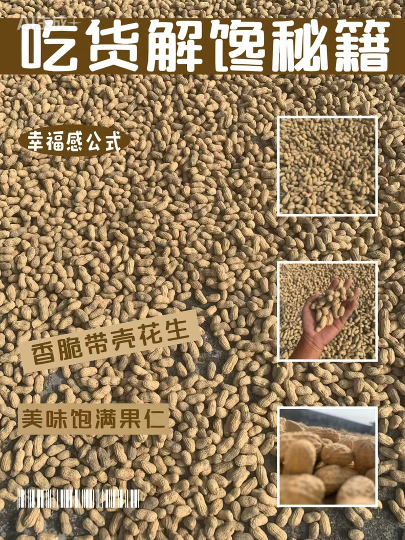 当季广西农户自种带壳中粒红皮广西原味红皮花生新鲜2025年新货