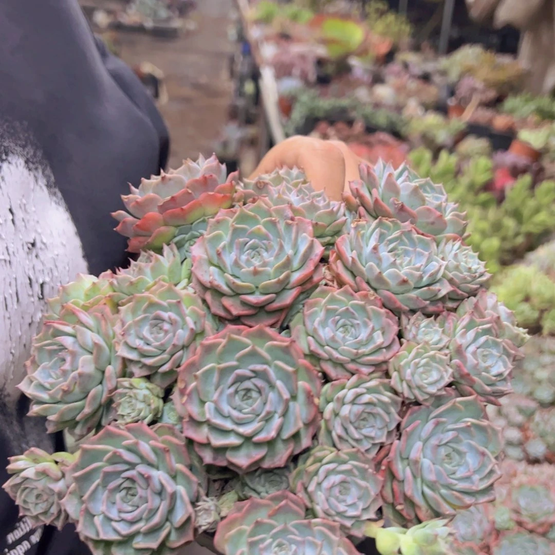 原始海滨格瑞带盆土，轻微掉头不售后