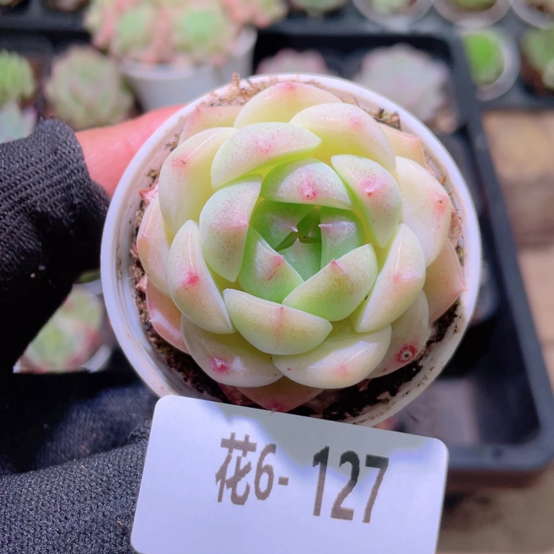 花利美 6-127新品