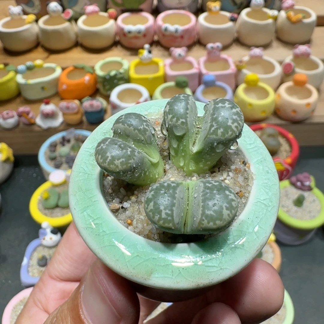 蘑菇1367花花花花花花