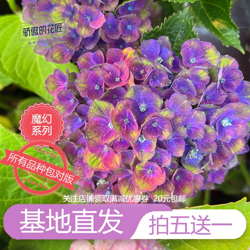 魔幻系列绣球花苗海洋绿火革命城堡夏洛特巧克力大海蓝花园种植