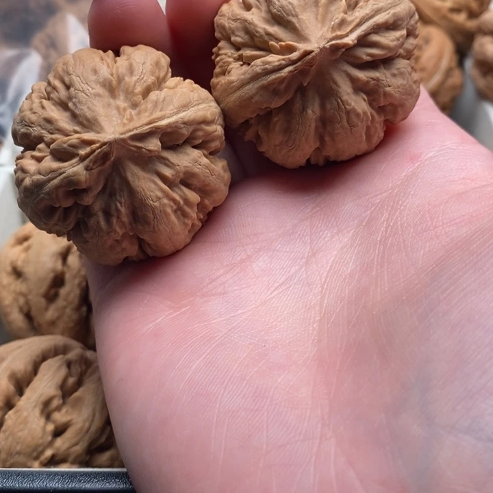 一***磁霸王龙全品无修一刀没动