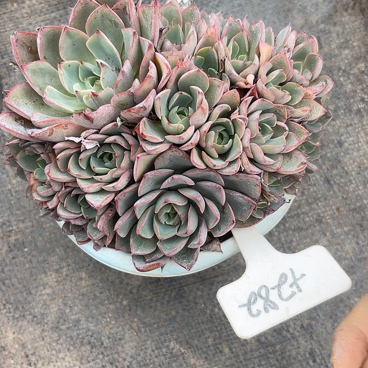 清***芳晨语多肉，一物一拍282