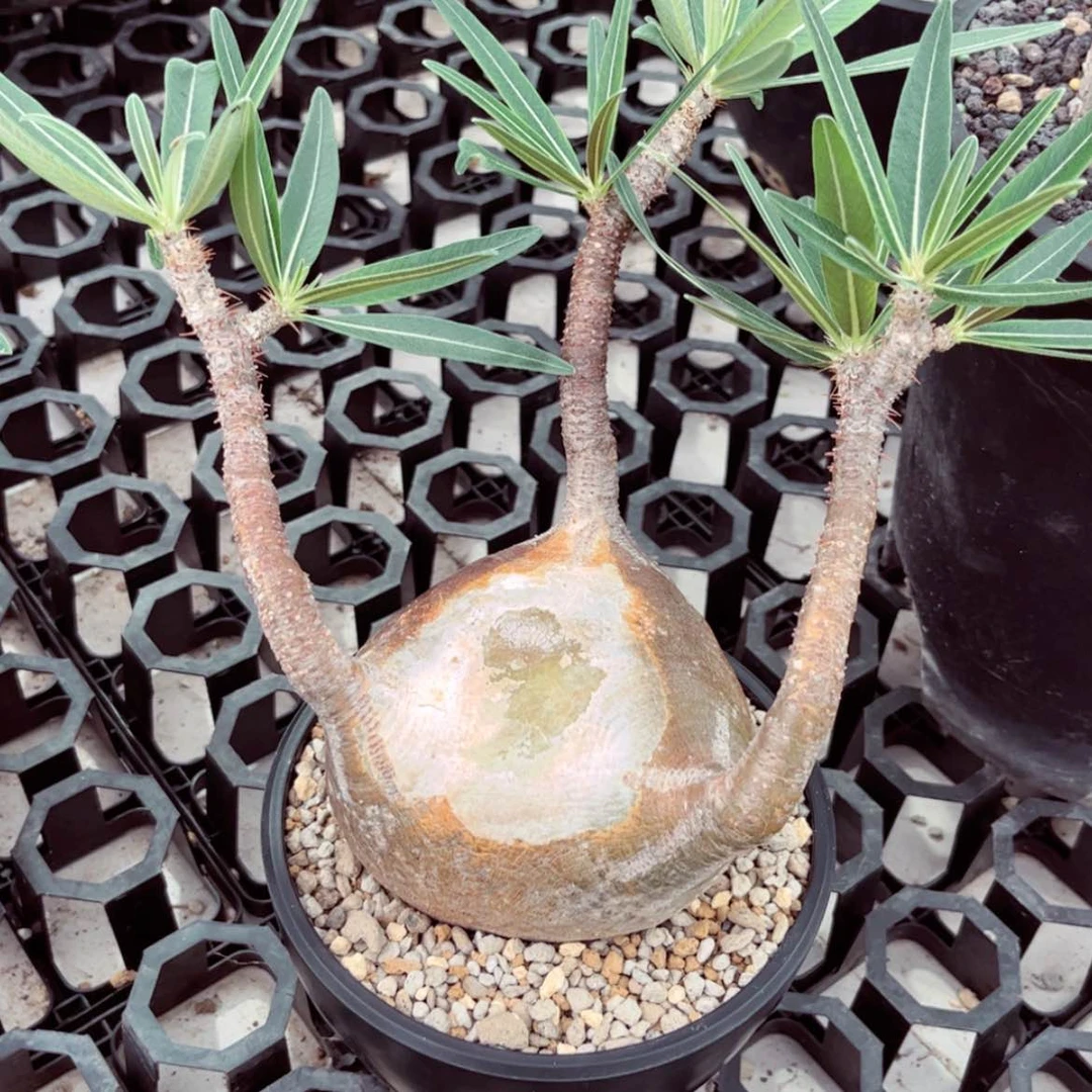 【闪购商品】无花朵象牙宫2700