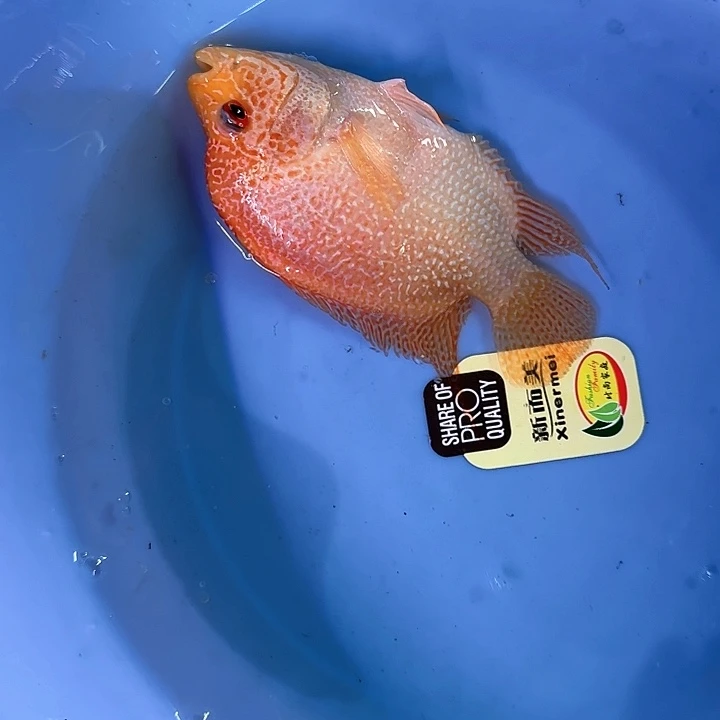 海水啊啊啊啊啊啊啊