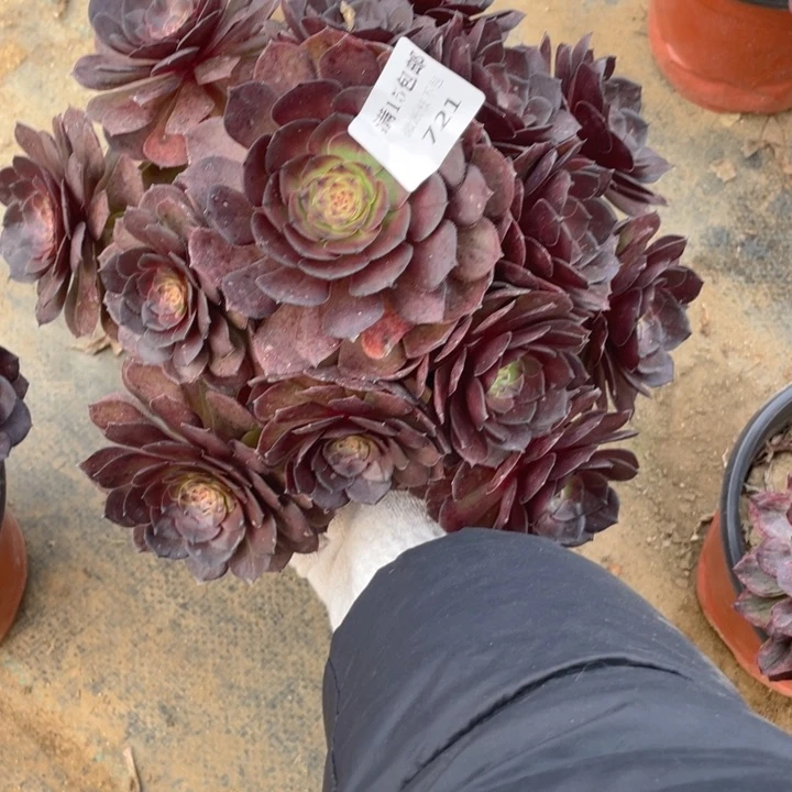 721红魔法师多肉断枝不售后