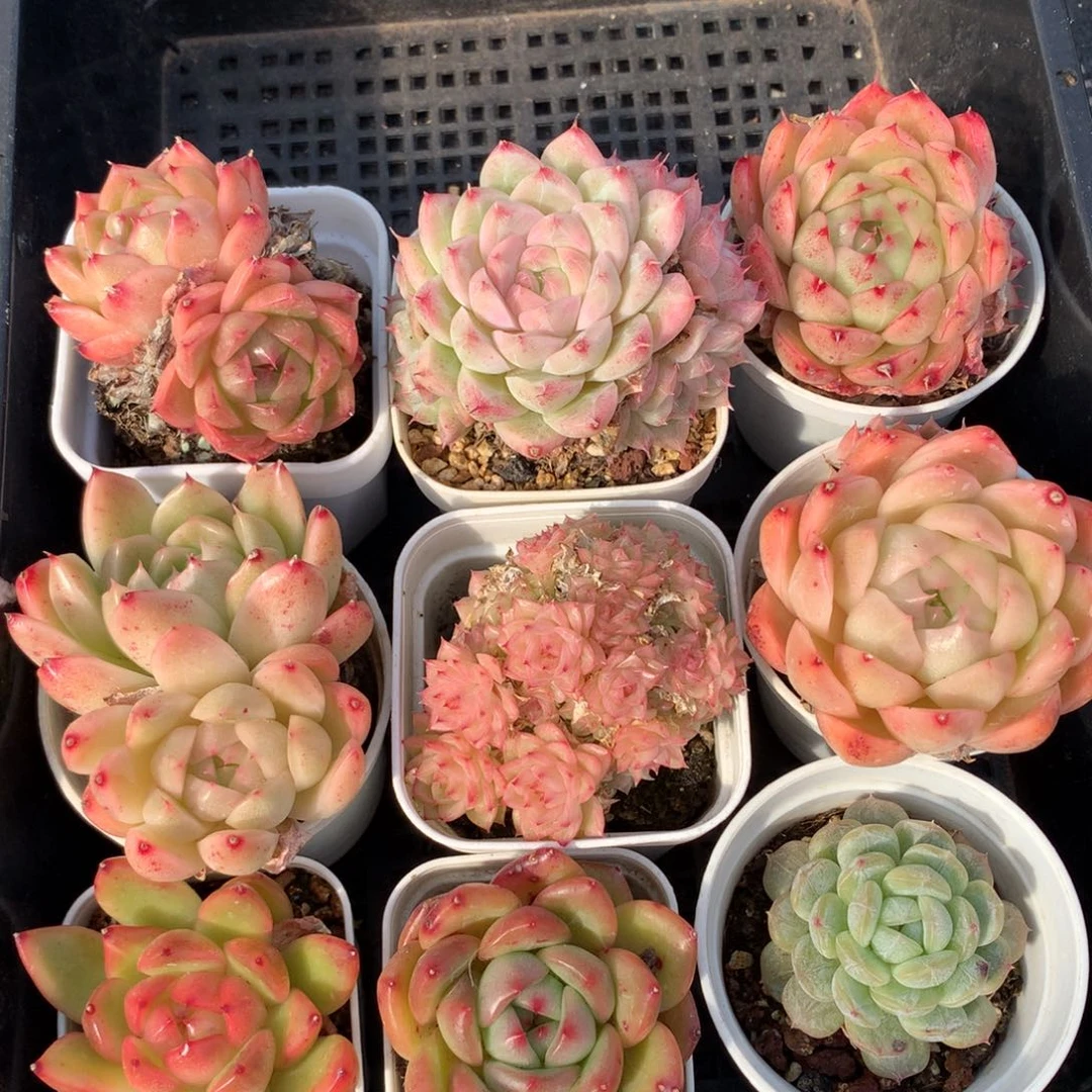 1121-15 套餐一组