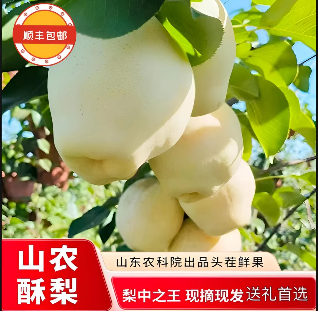【极速发货】山农酥梨现摘现发新鲜当季脆甜多汁水果不氧化耐储存