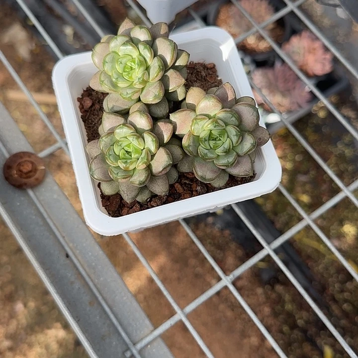 青蛙王子儿童牙膏11