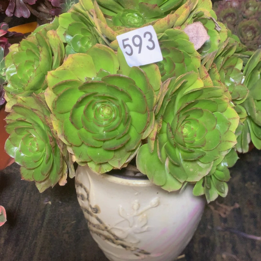 593万拉丝多肉植物