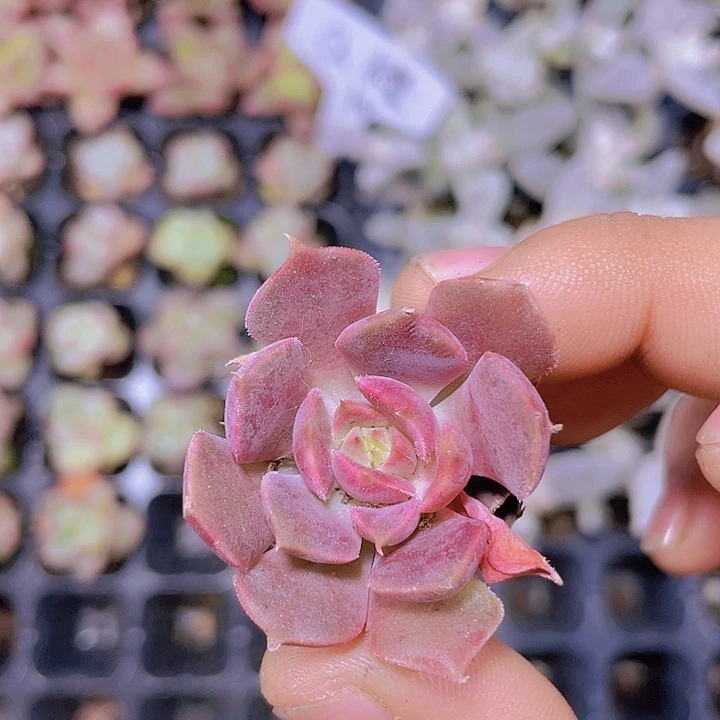 棕玫瑰【满10颗包邮】