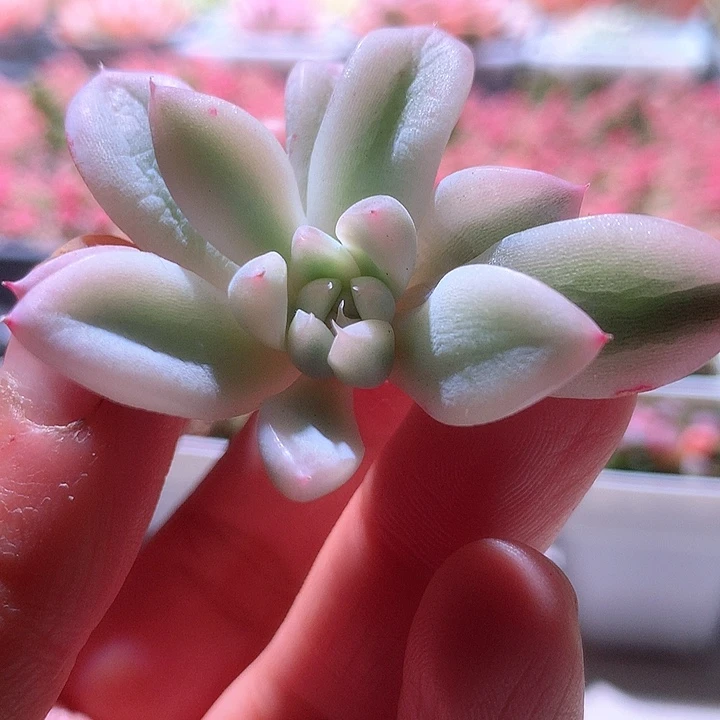 阿尔巴佳人白覆轮锦