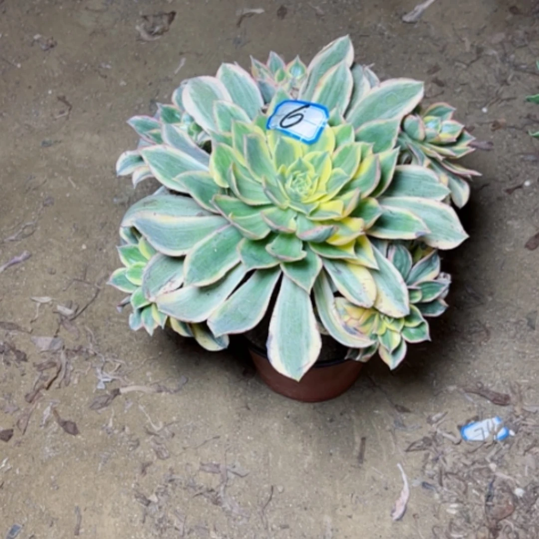 【闪购商品】珍*缘多肉植物灿烂6