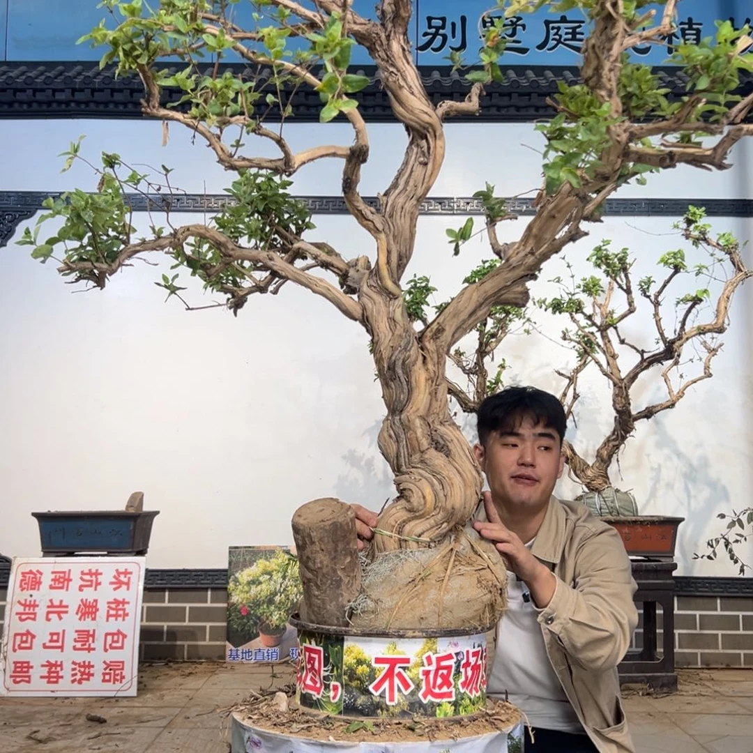无花朵金银花开花1475514566