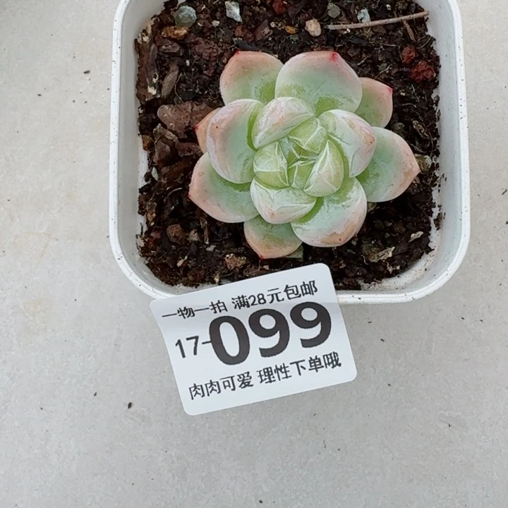 白泽多肉无盆土发货多肉多