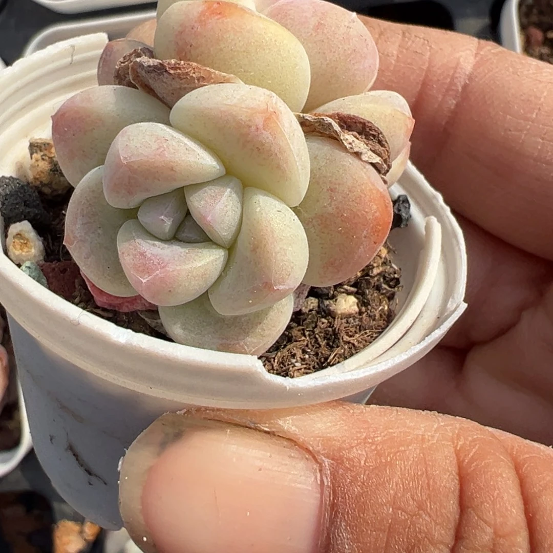 小卡拉米糖心一物一拍