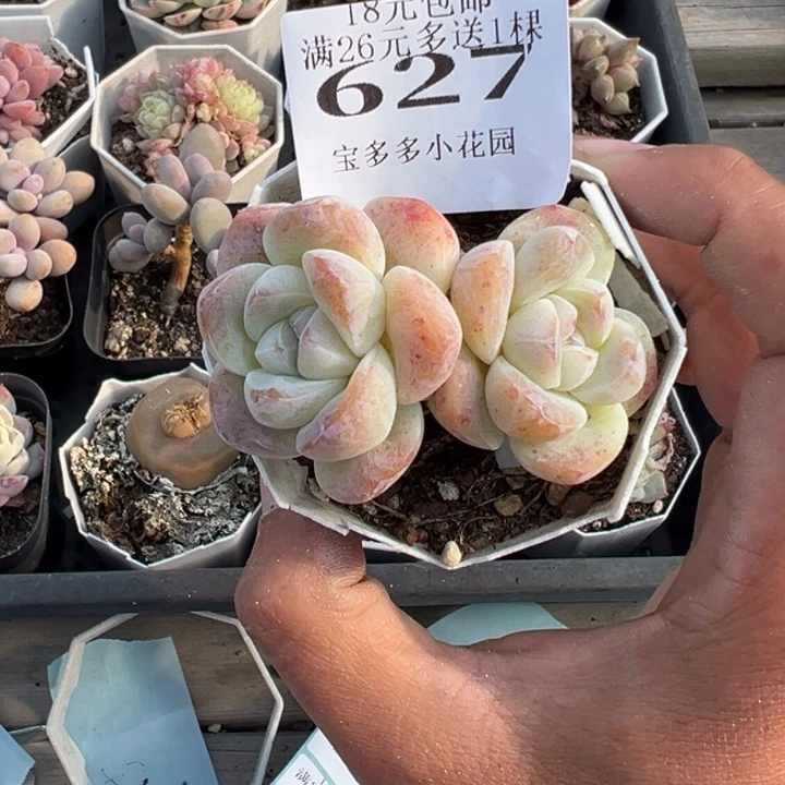 冰玉双头一物一拍满18元包邮下午发货