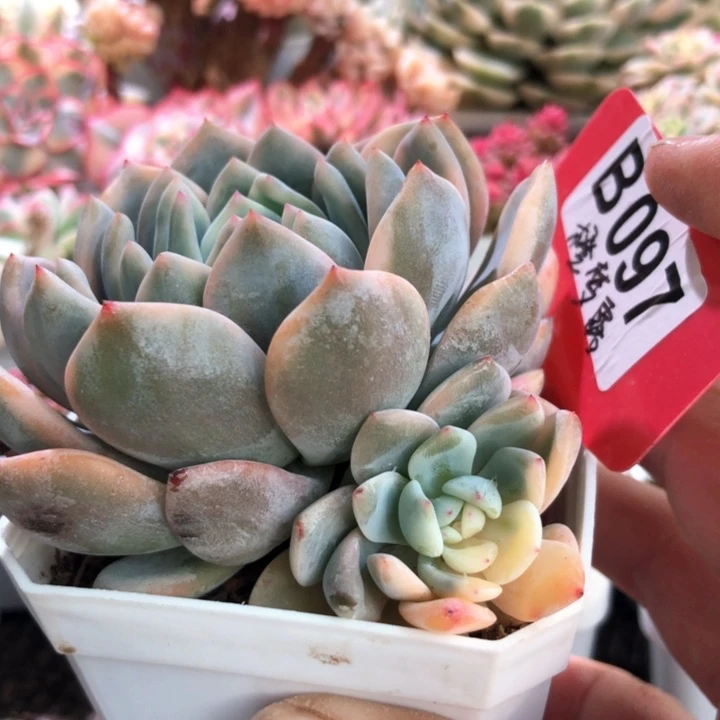 橙梦露有根有根有根