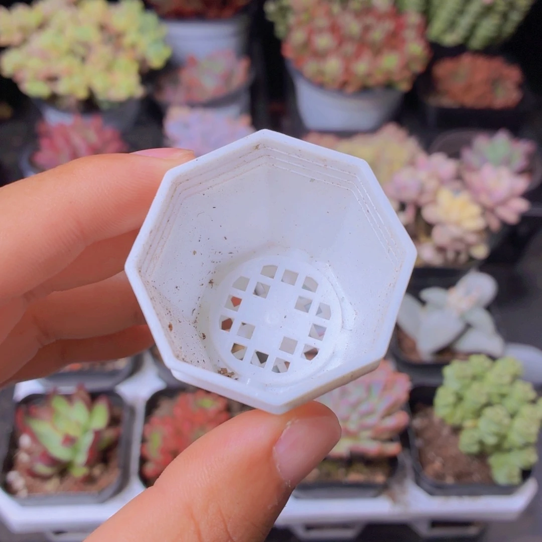 9个白色八角盆4cm