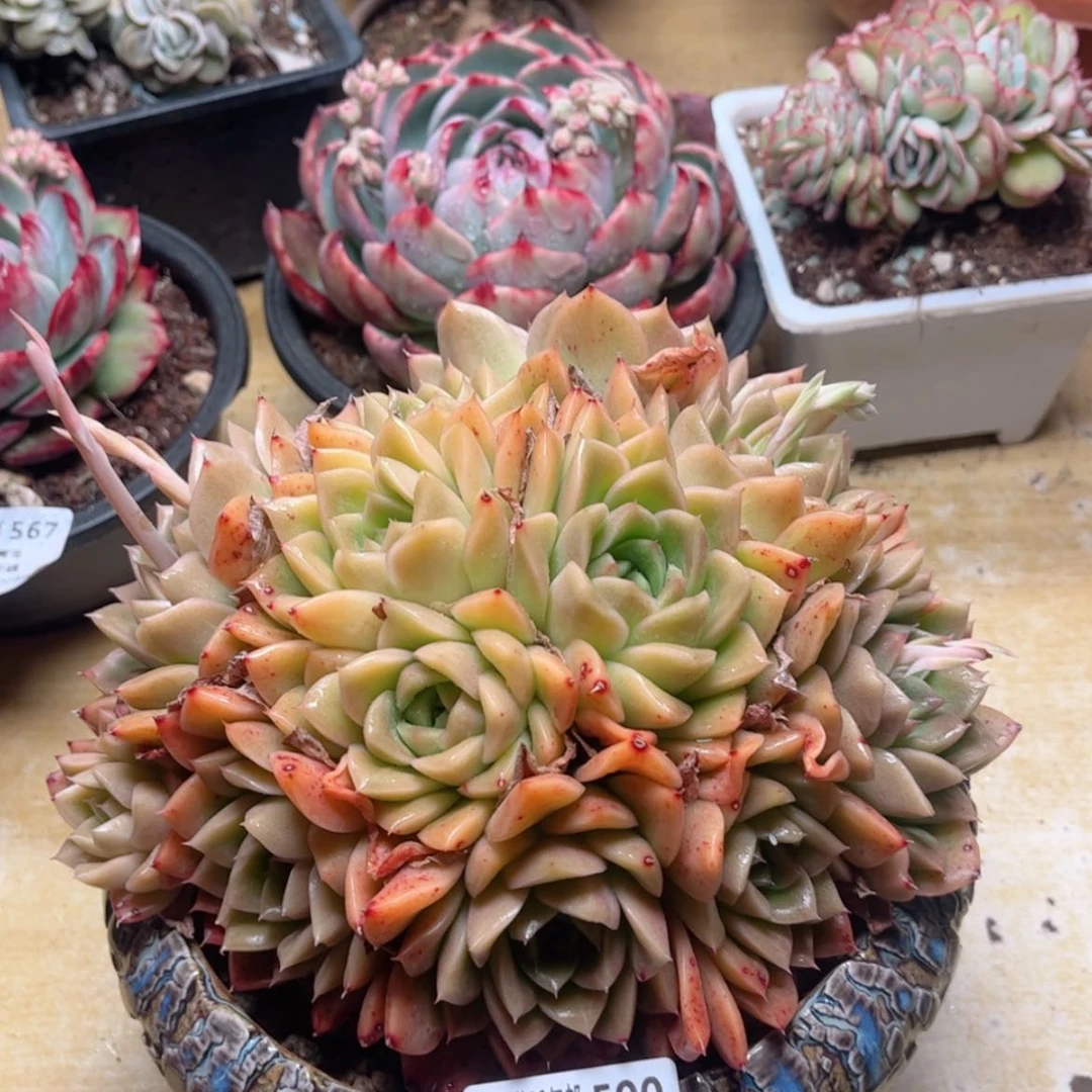 【闪购商品】丫*590麦秆