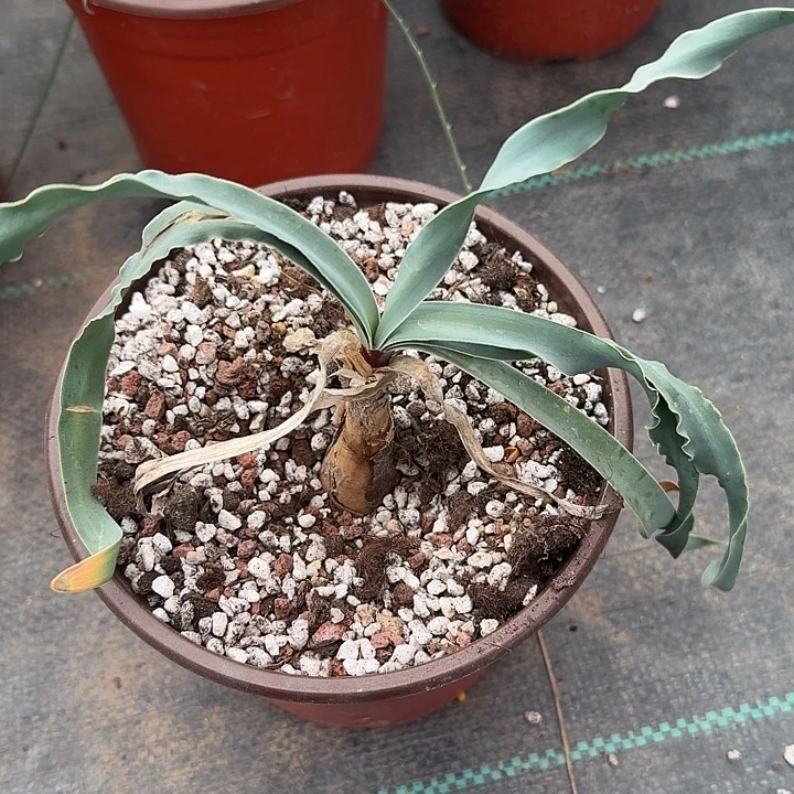 多肉植物洋葱一个