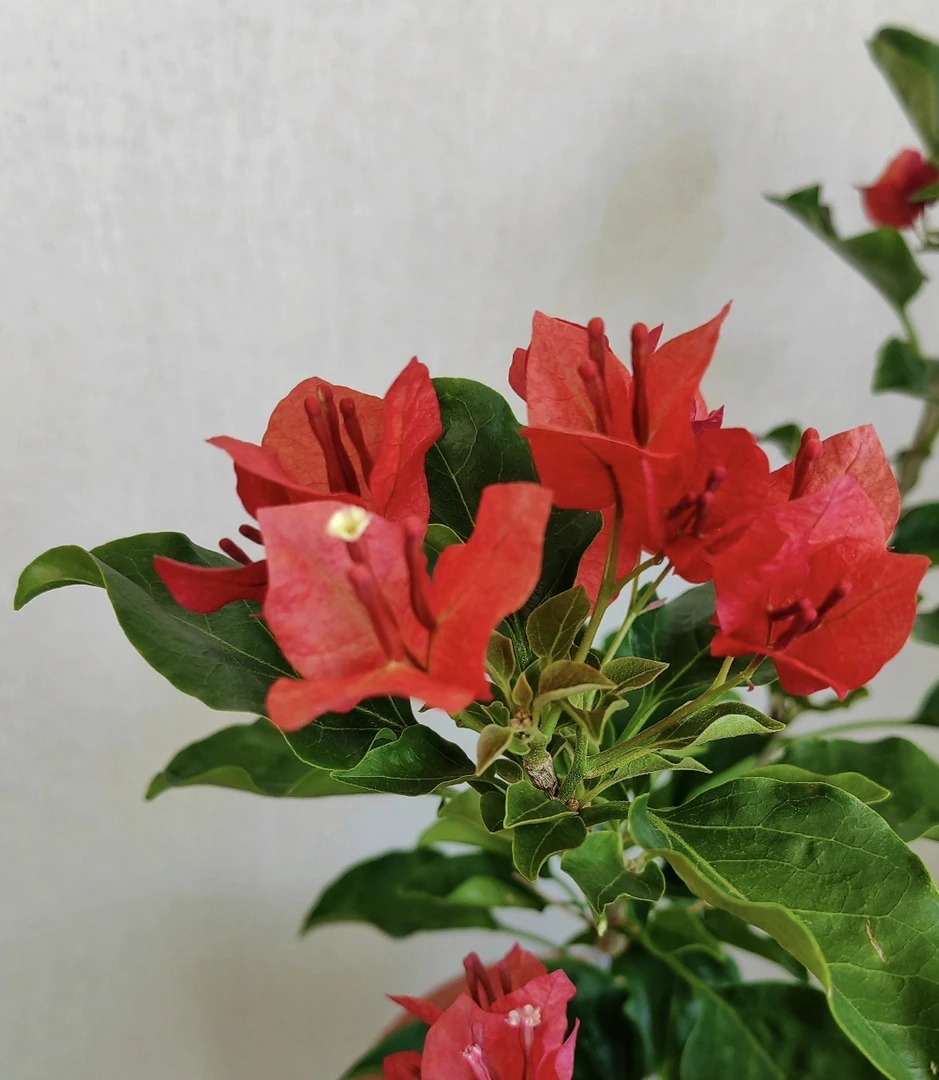 {蒙娜丽莎公主} 嫁接盆苗 爬藤飘枝垂吊