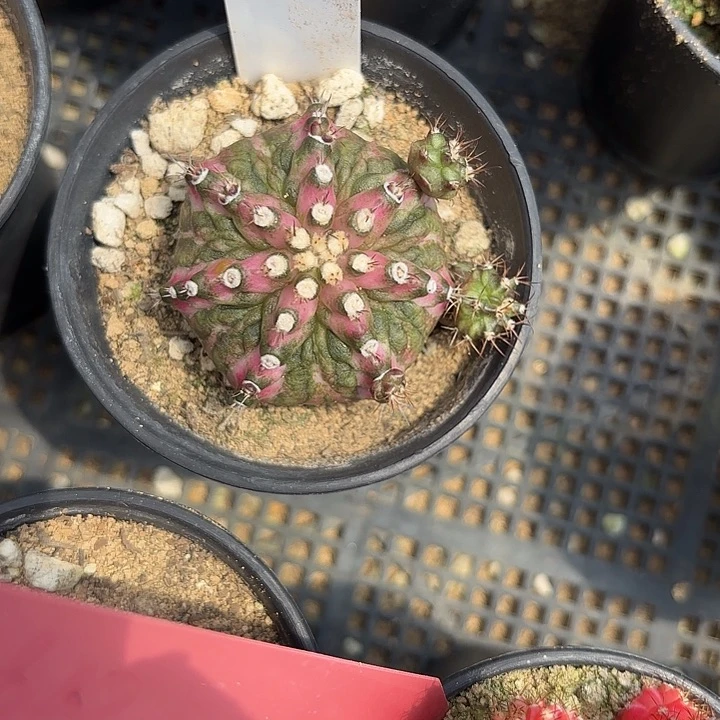 290-0607泰国发货多肉