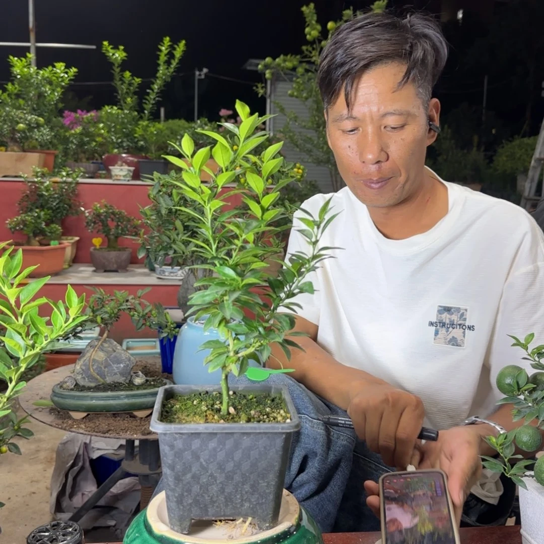 当前无花朵，栽培后可花朵牛*