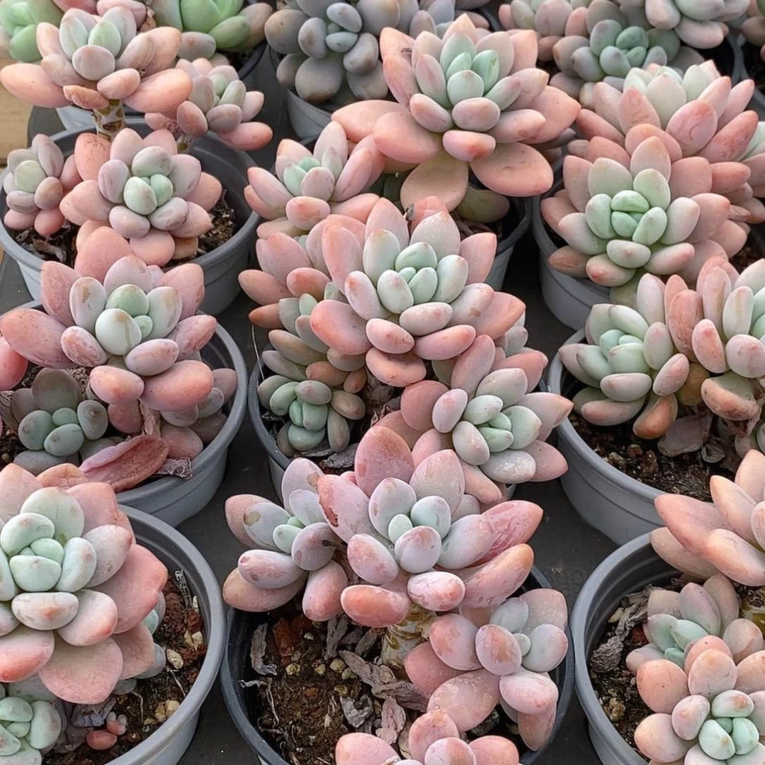 金汇园艺，7红洛神