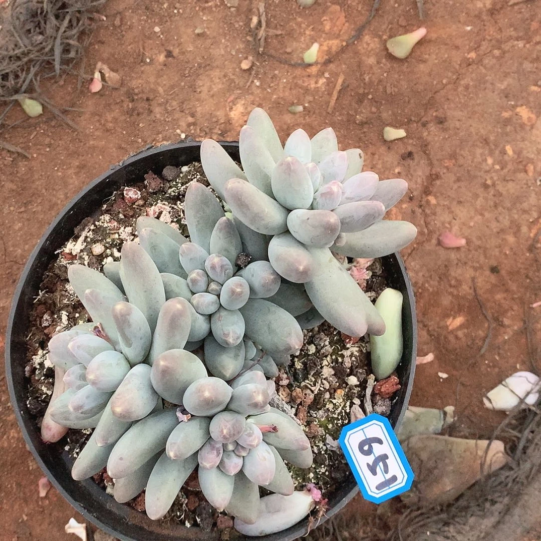 651乌拉奶一物一拍多肉