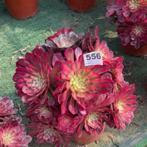 556铜壶锦朵朵多肉，