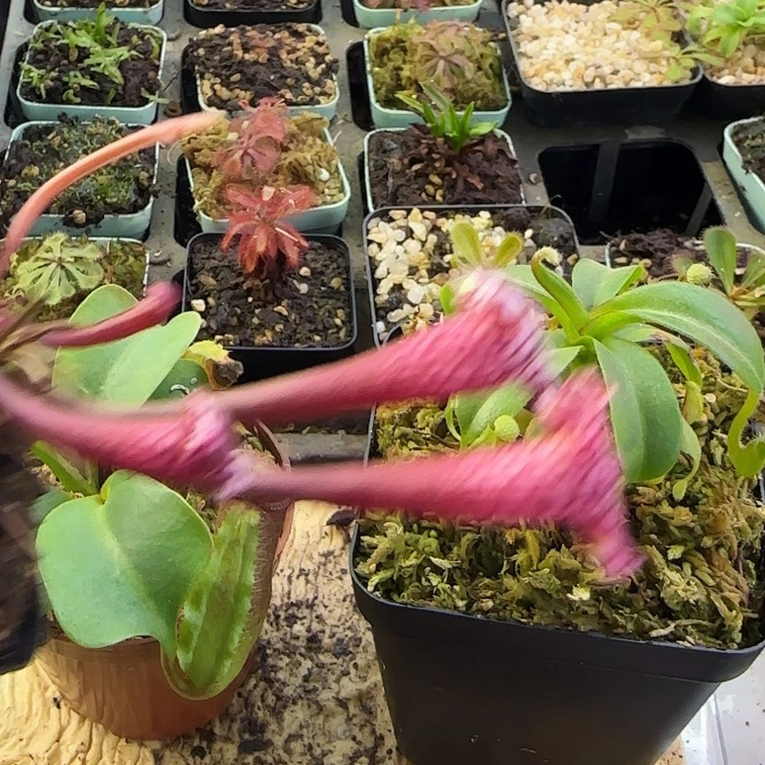 况***无花朵粉东西瓶子草