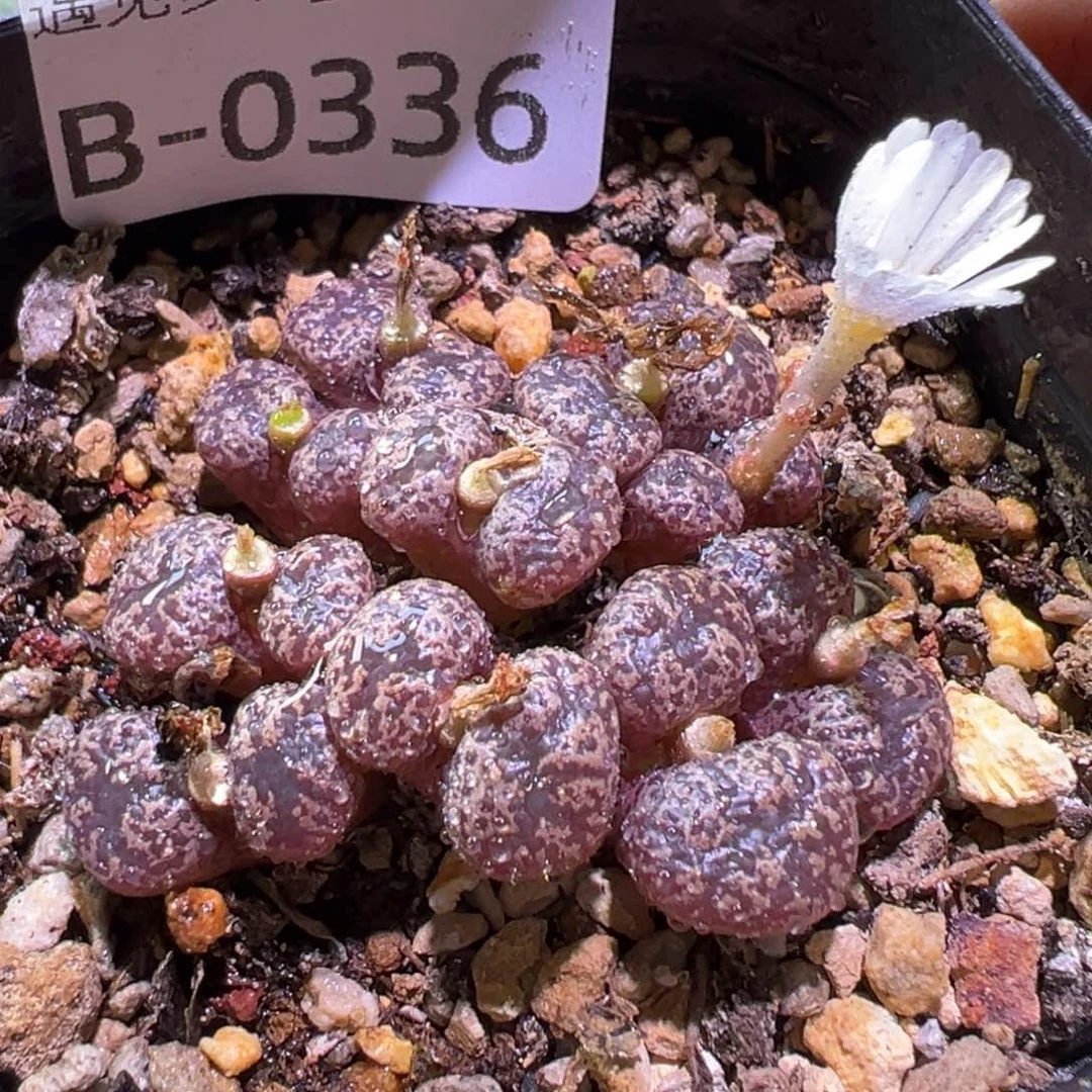 多肉植物111111111111