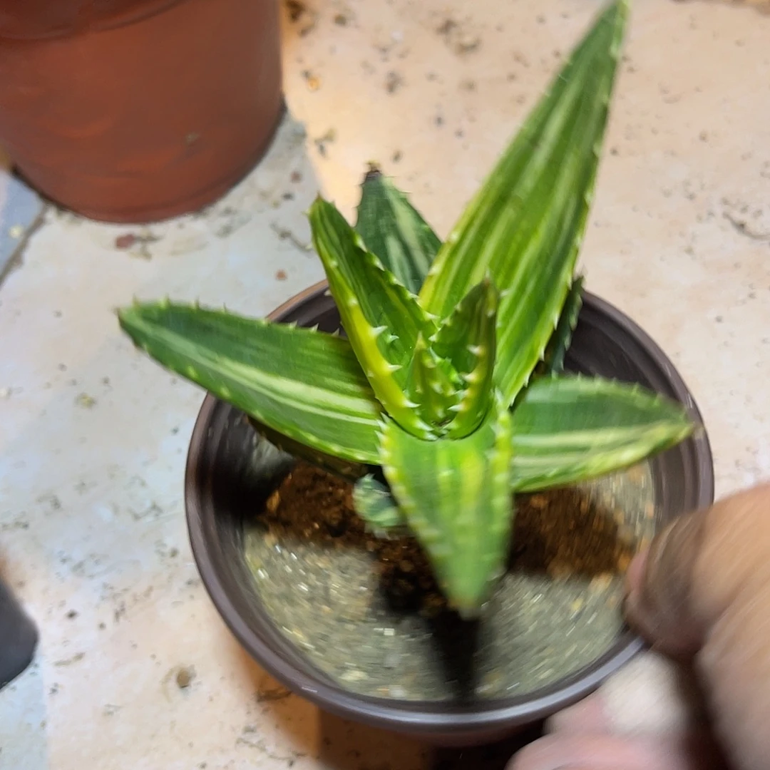 不夜城芦荟锦一物一拍的