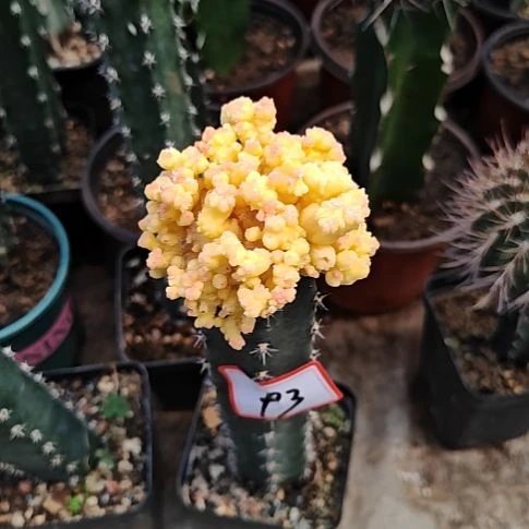 心***接石化锦球秀普嫁接特93