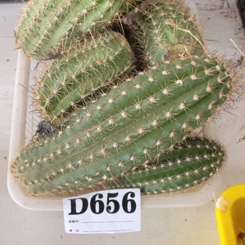 瑕疵的毛花柱d 656