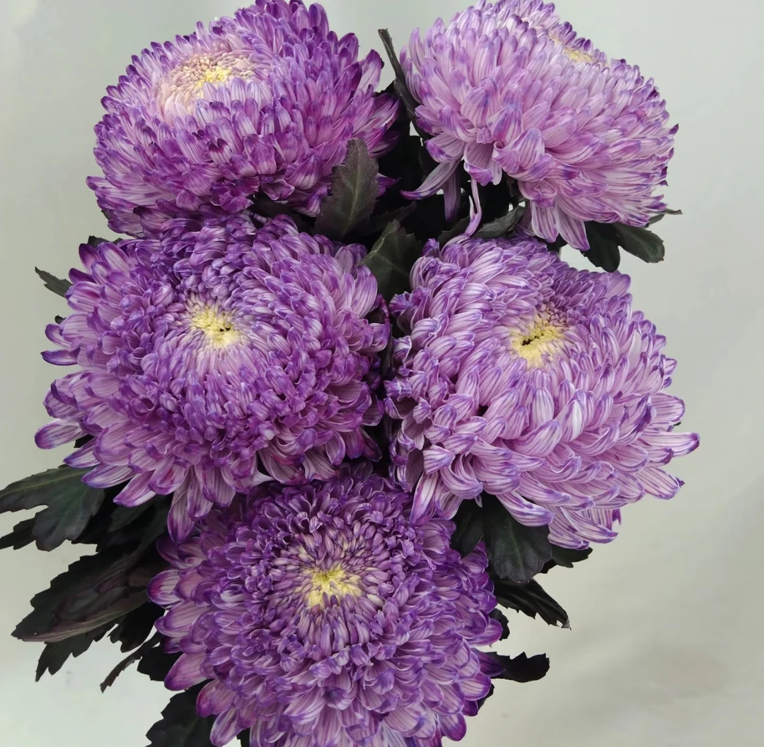 【花努力香芋紫牡丹菊AK】5枝吸色牡丹菊 |任意满两单鲜花包邮