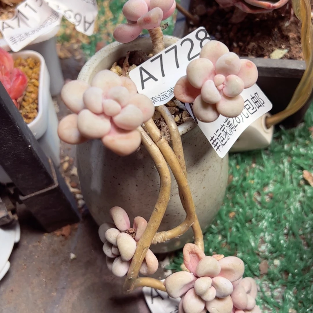 幸运的是我的朋友