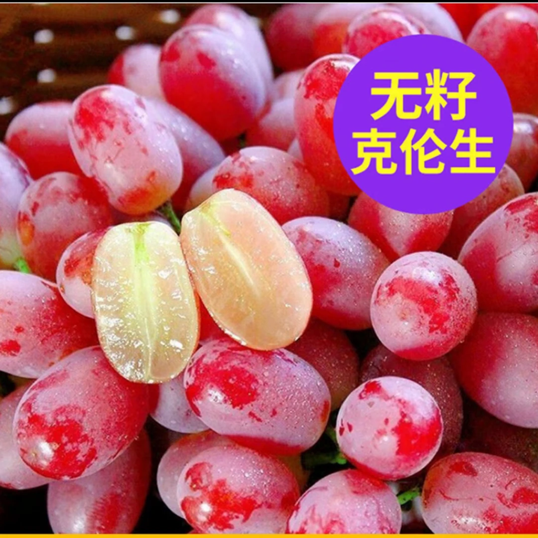 【明天到】【顺丰包邮】新疆克伦生无籽红提葡萄脆甜无籽新鲜【掉粒bu售后】新疆维吾尔自治区