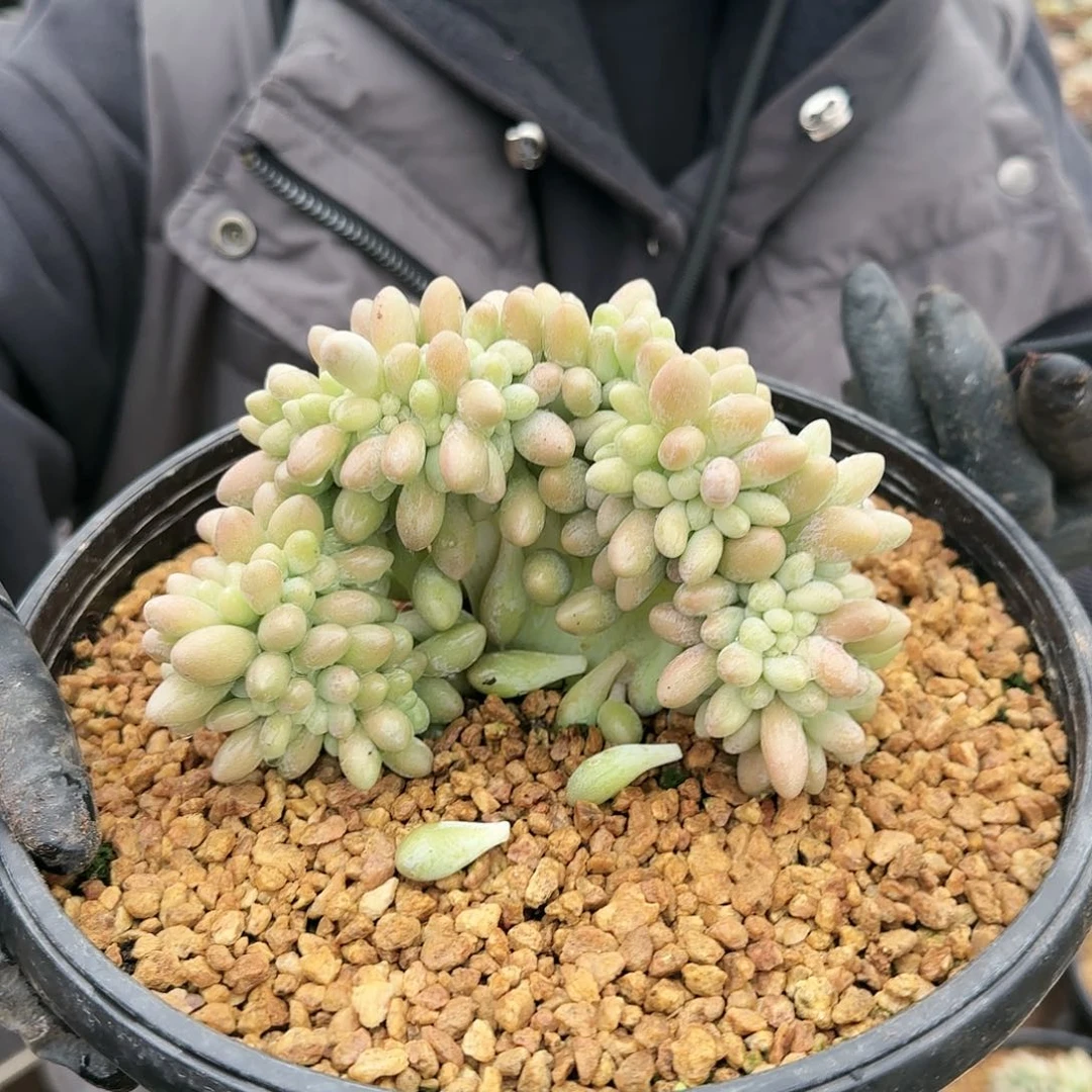 汤圆缀58.8                  肉