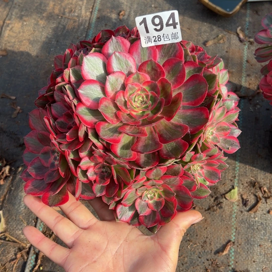 C***多肉植物194赤子心