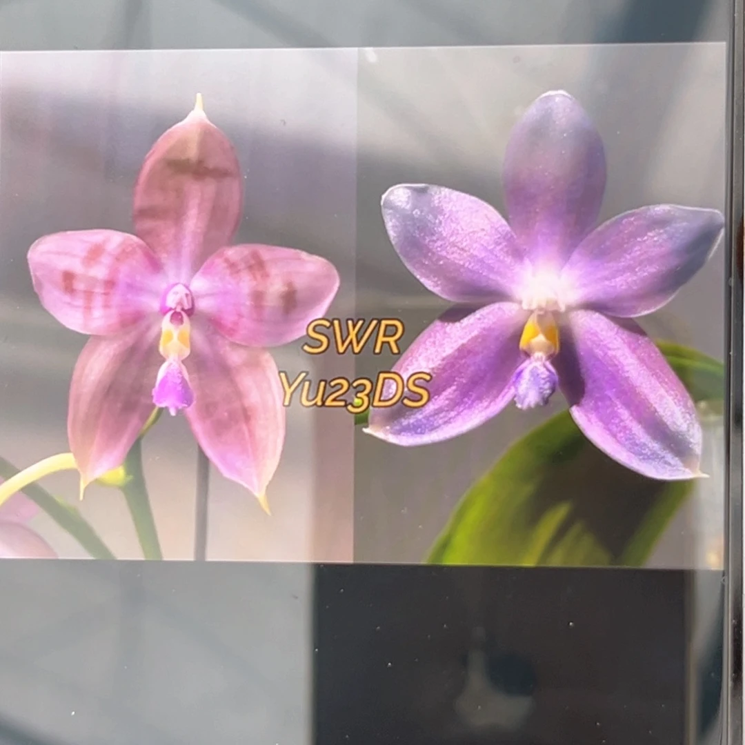 无花朵1.7寸23ds苗