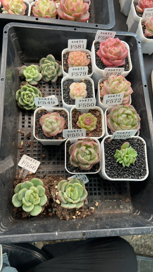 知和的多肉专拍链接