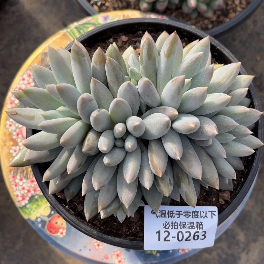 0263哥特萝莉多肉植物