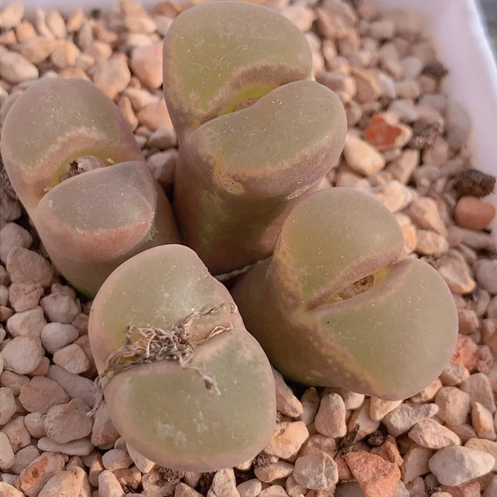 148558668968868858858868856