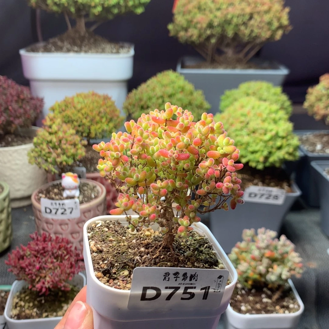 751蜜橘糖球