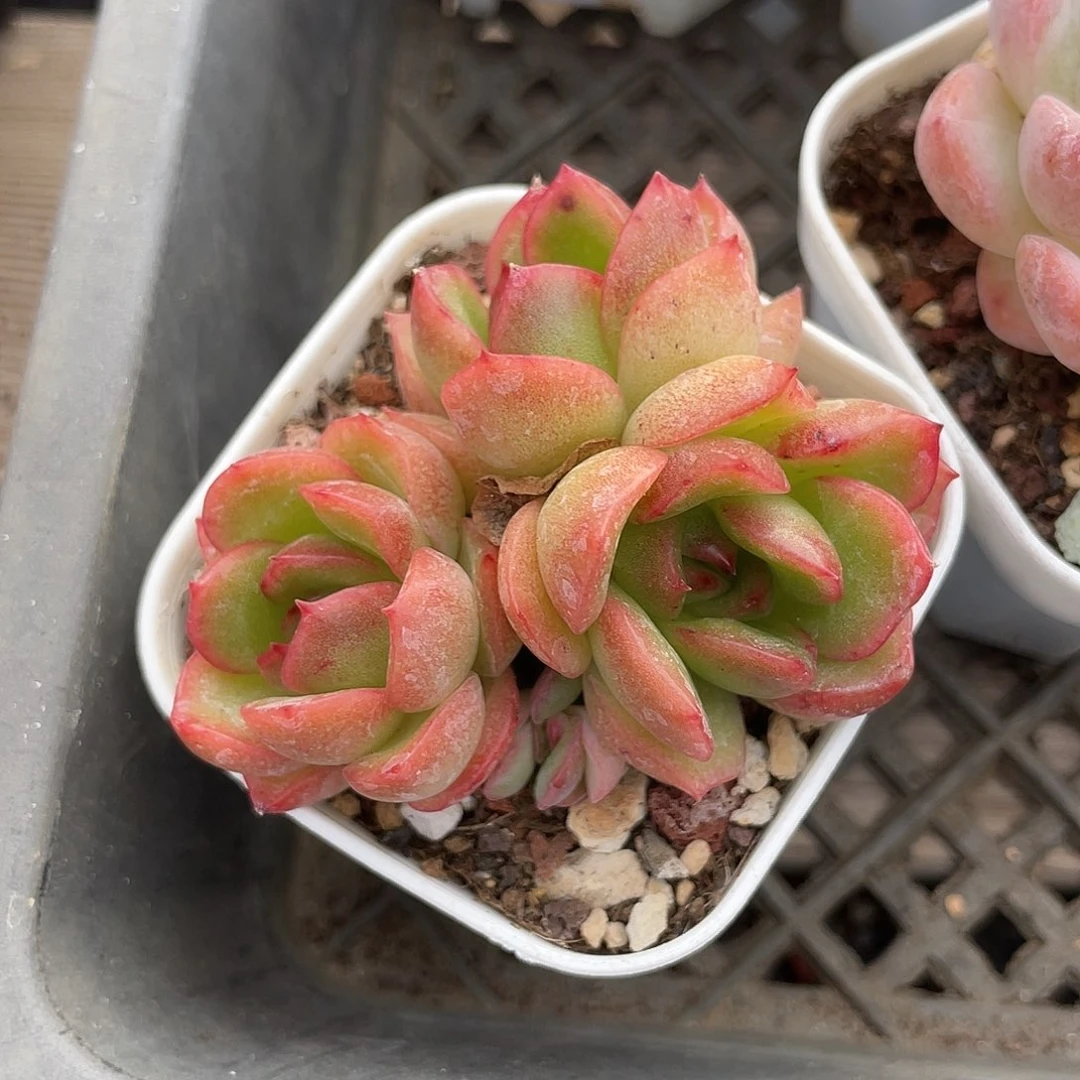 优选红苹果福利125