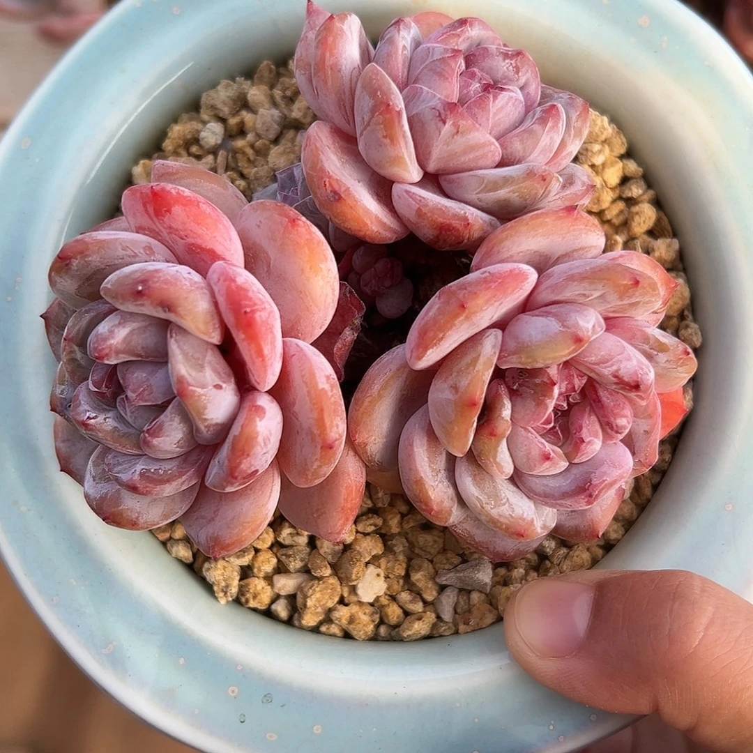 3天带崽哈哈哈哈哈