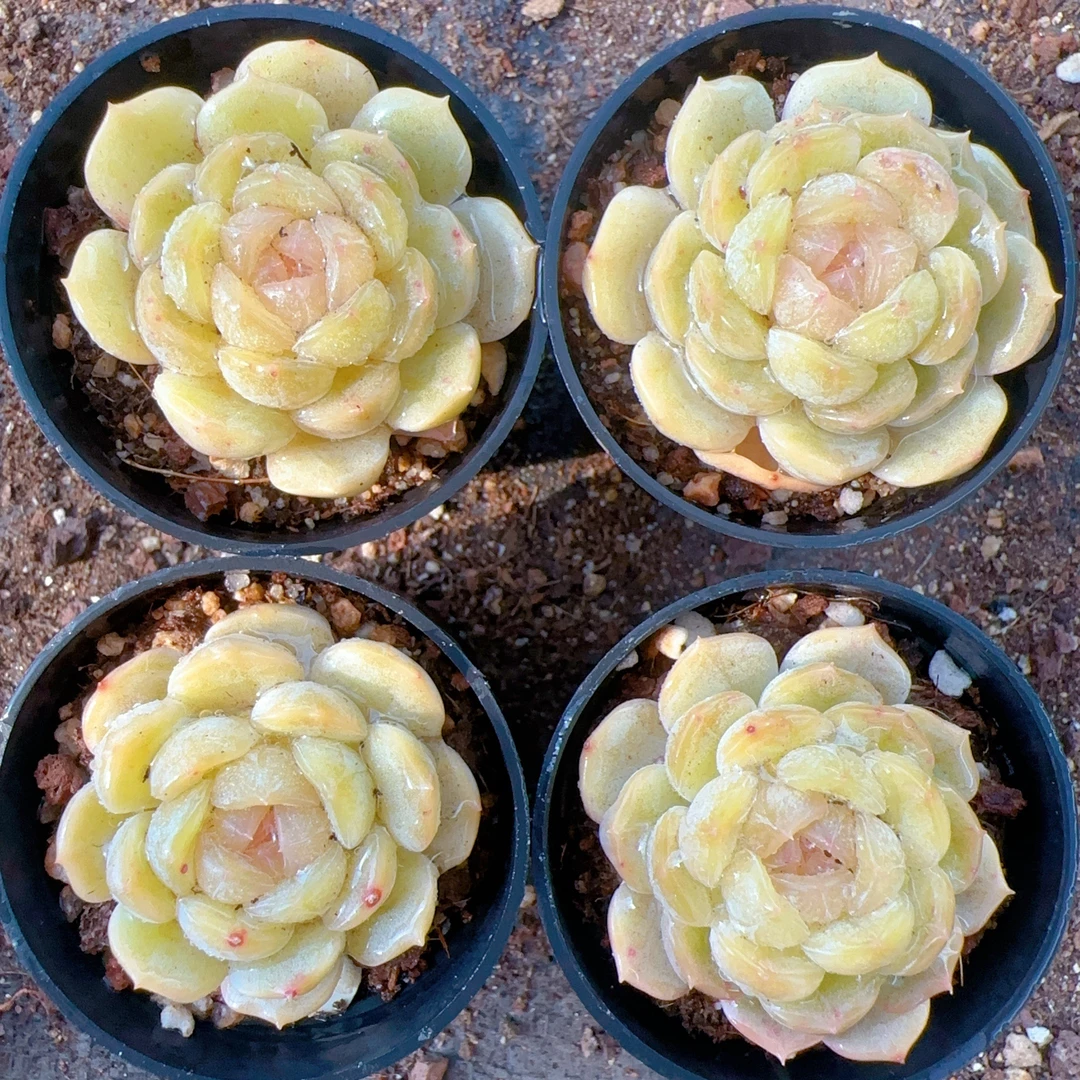 精品多肉 全状态白色恋人（满18包邮）